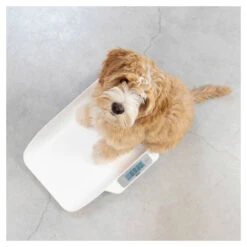 Alecto Babyweegschaal BC-29 -Babyverzorging Winkel image 28068